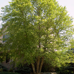 Betula nigra Heritage Cully PP4409 Heritage River Birch