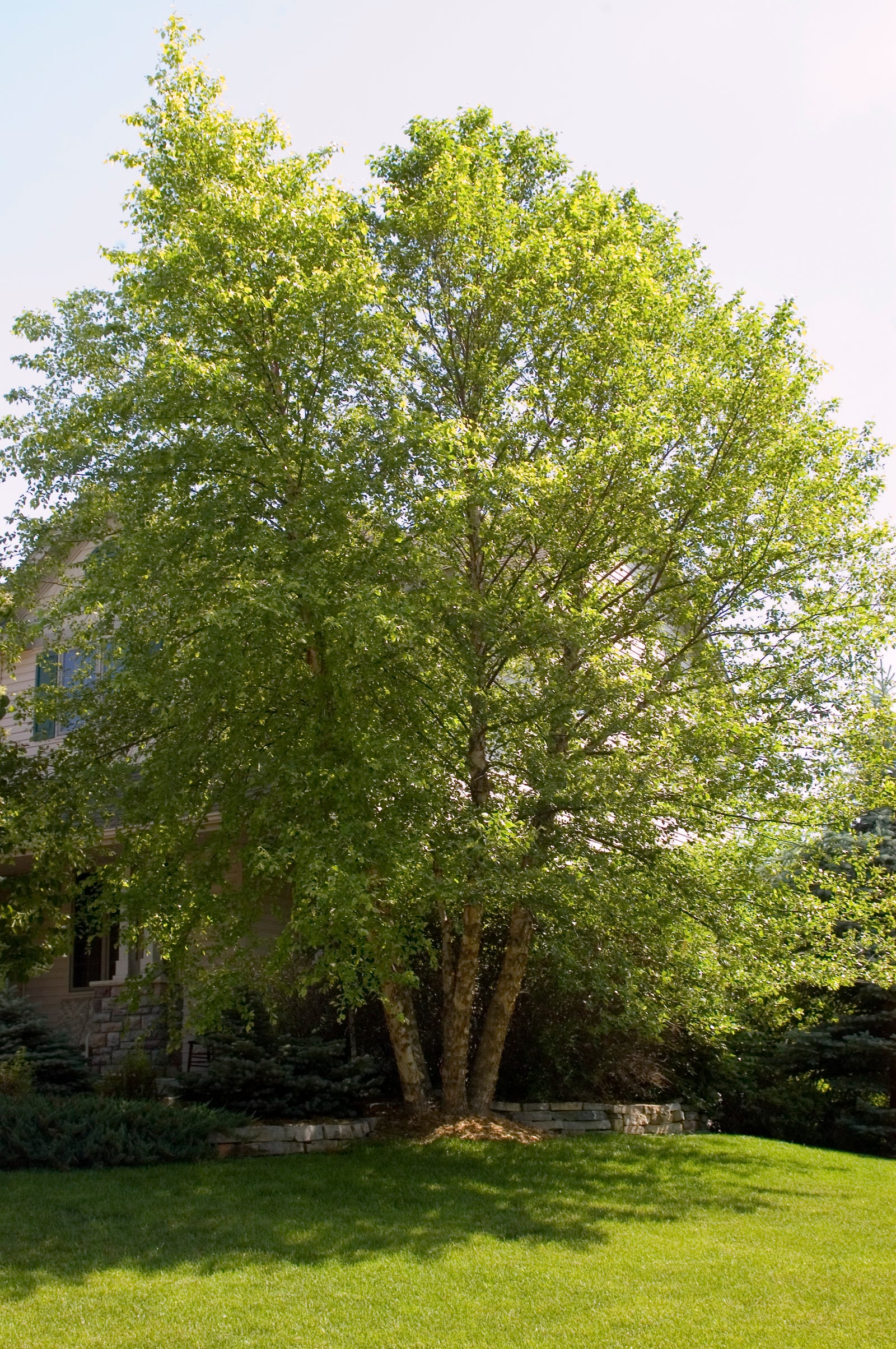 Betula nigra Heritage Cully PP4409 Heritage River Birch