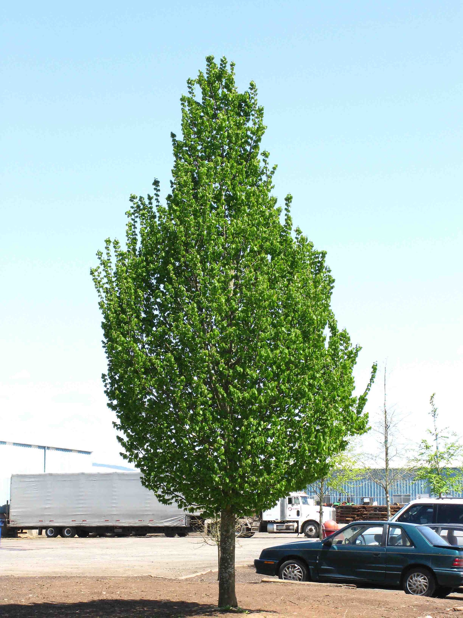 Carpinus betulus Emerald Avenue JFS KW1CB PP22814 Emerald Avenue Hornbeam