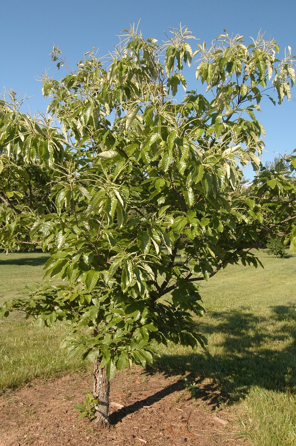 Castanea dentata American Chestnut