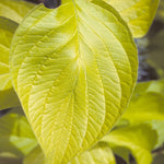 Cornus alba Prairie Fire Aurea Prairie Fire Dogwood