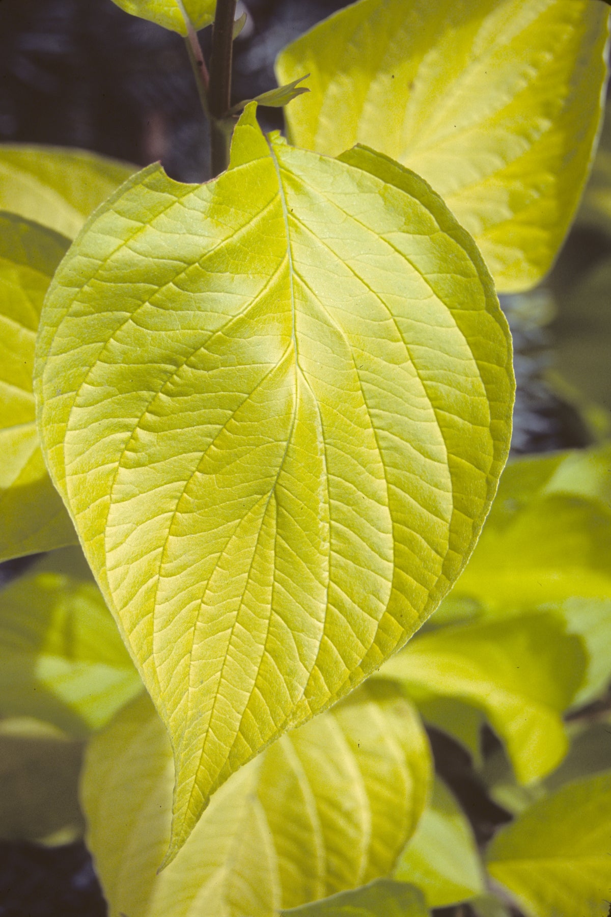 Cornus alba Prairie Fire Aurea Prairie Fire Dogwood