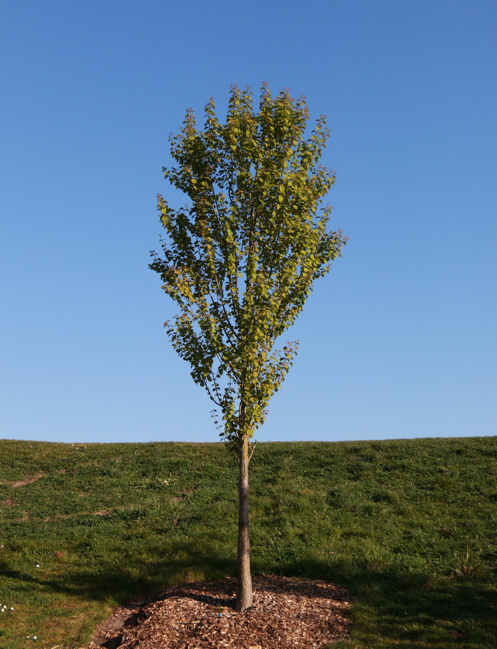 Cercidiphyllum japonicum Hanna's Heart Biringer PP21711 Hanna's Heart Katsura