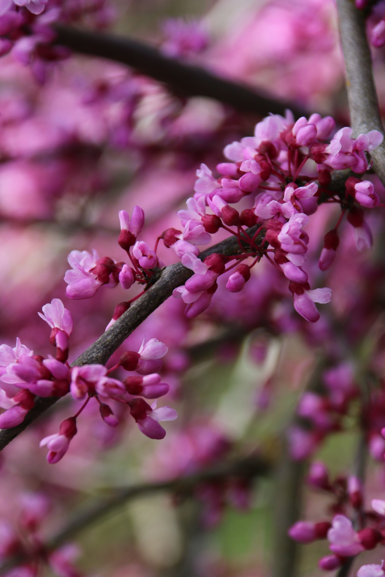 Cercis canadensis Pink Heartbreaker PP23043 Pink Heartbreaker Redbud