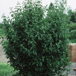 Cornus mas Golden Glory Golden Glory Cornelian cherry Dogwood