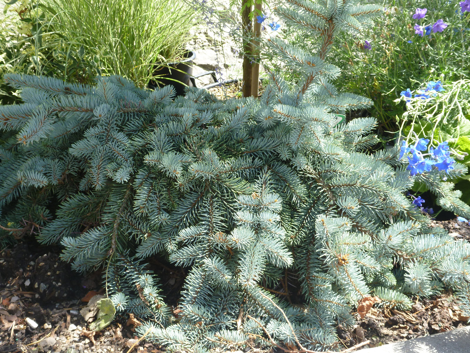 Picea pungens Procumbens Procumbens Blue Spruce