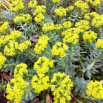 Euphorbia myrsinites Donkey Tail Spurge