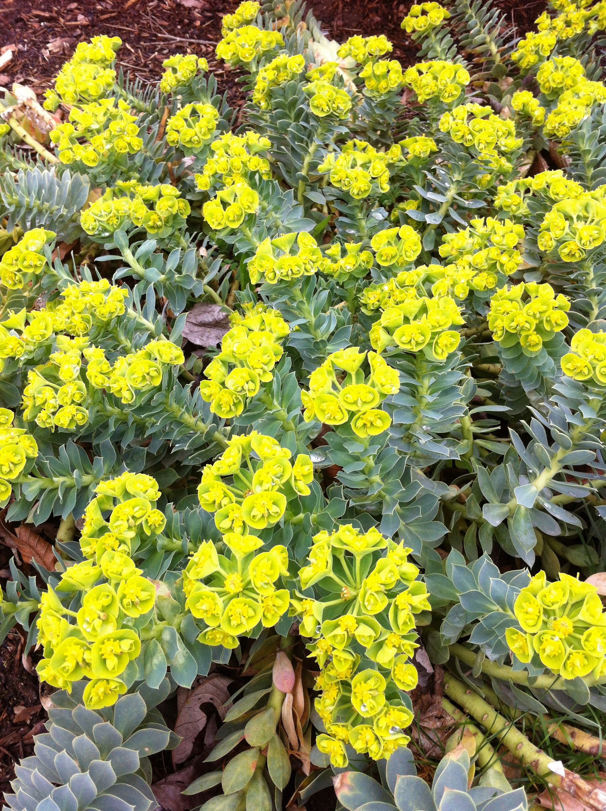 Euphorbia myrsinites Donkey Tail Spurge