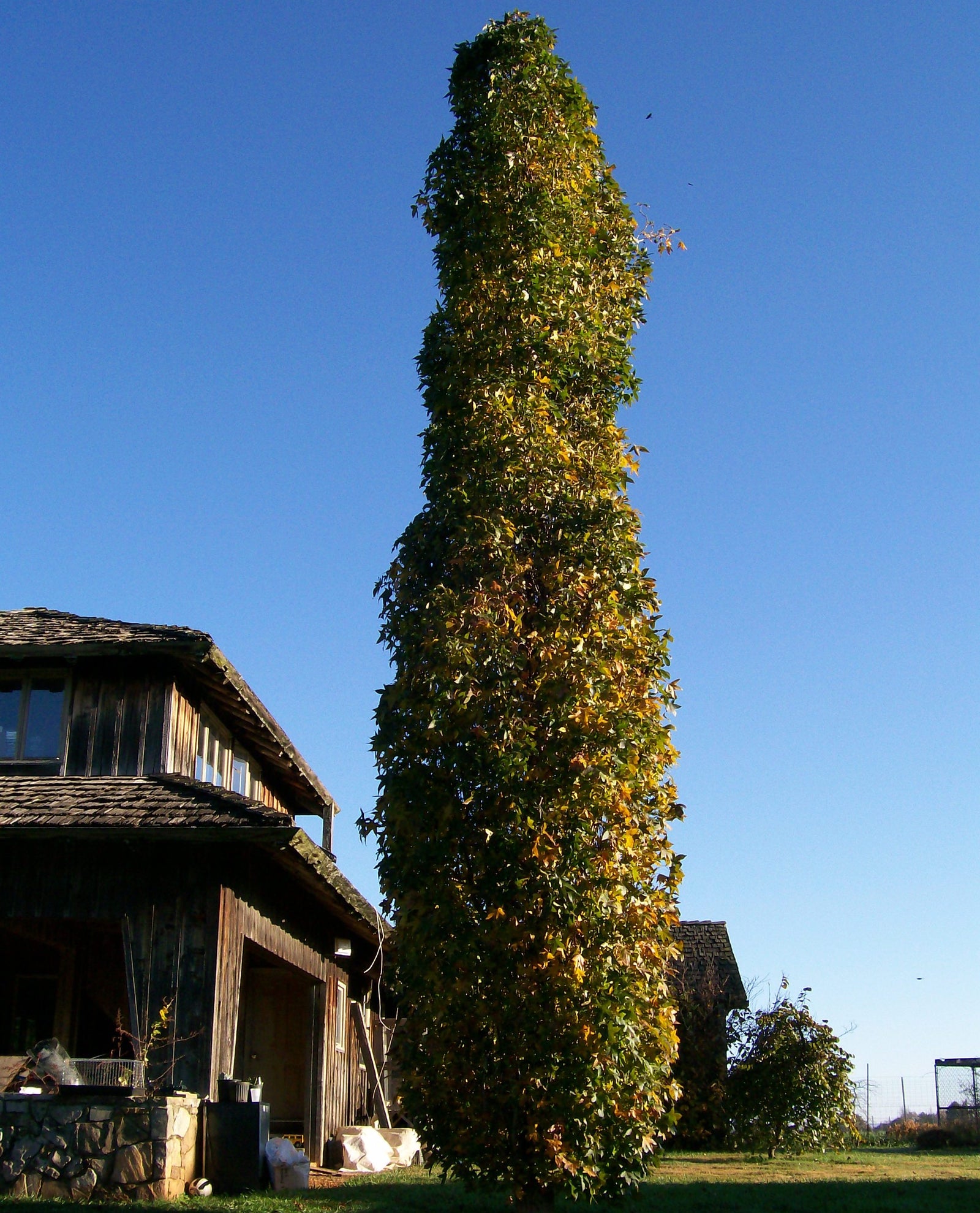 Liquidambar styraciflua Slender Silhouette Slender Silhouette Sweetgum