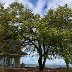 Maclura pomifera Osage Orange