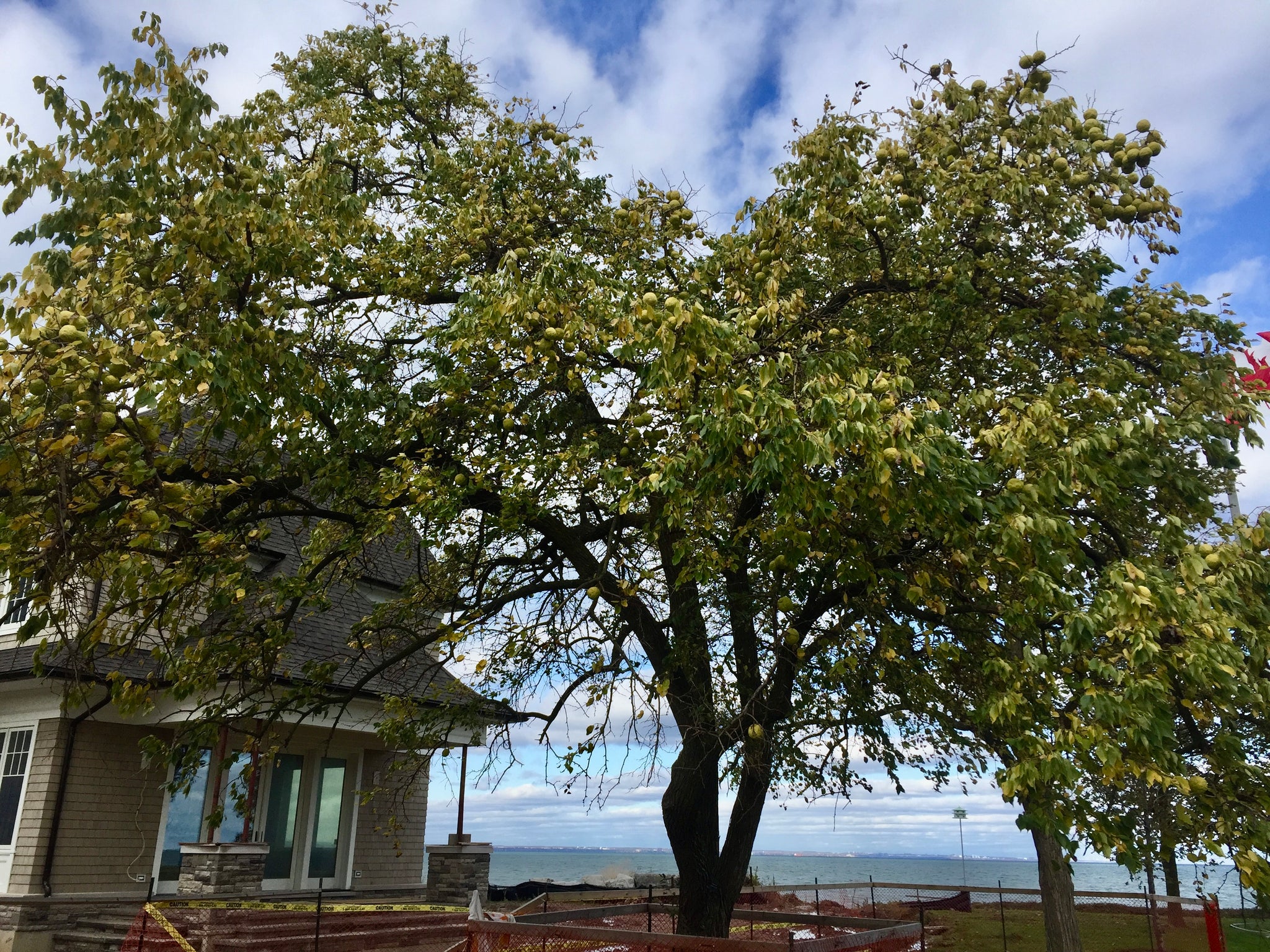 Maclura pomifera Osage Orange