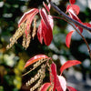 Oxydendrum arboreum Sourwood