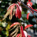 Oxydendrum arboreum Sourwood