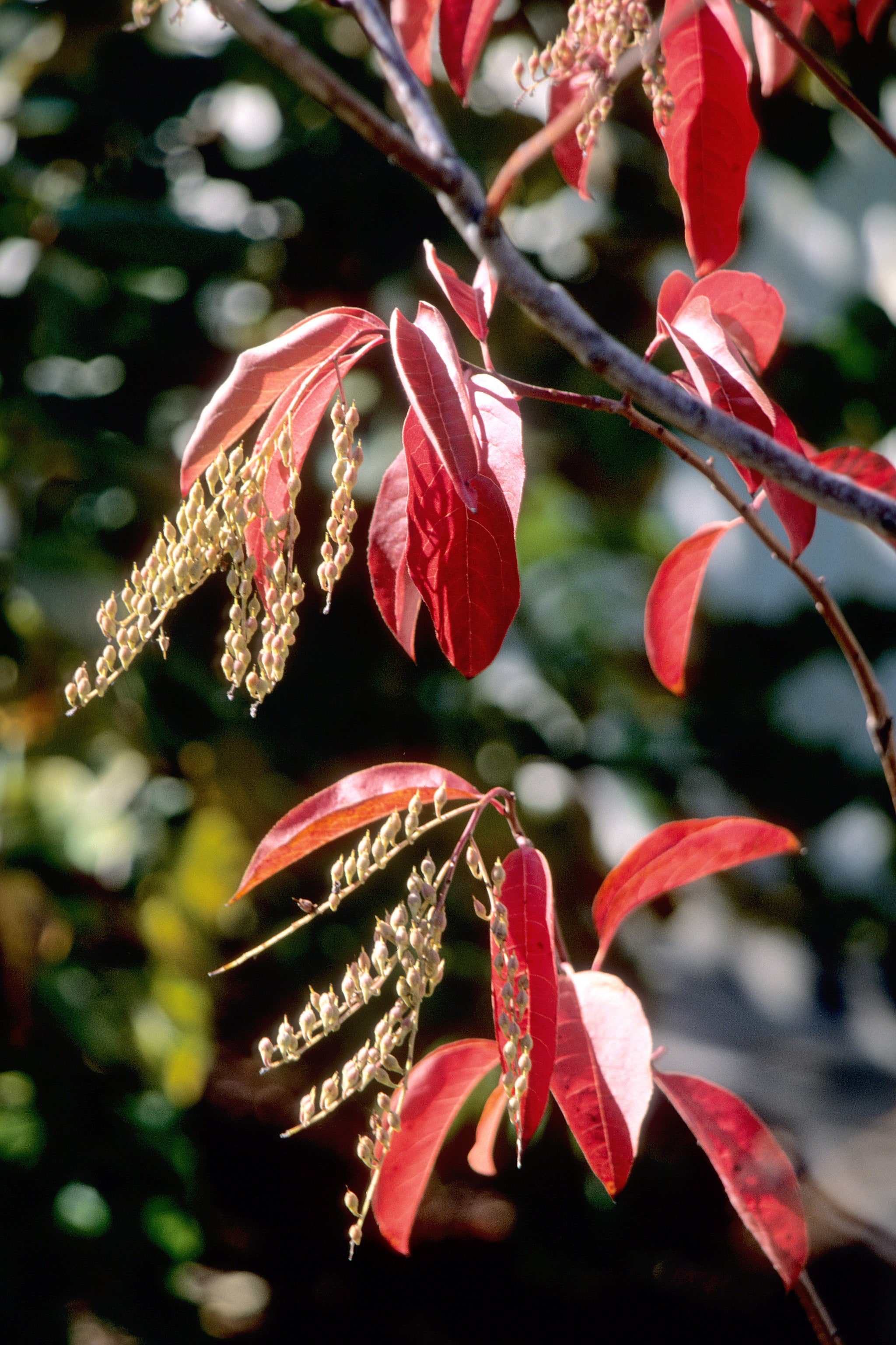 Oxydendrum arboreum Sourwood