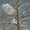 Platanus occidentalis American Sycamore