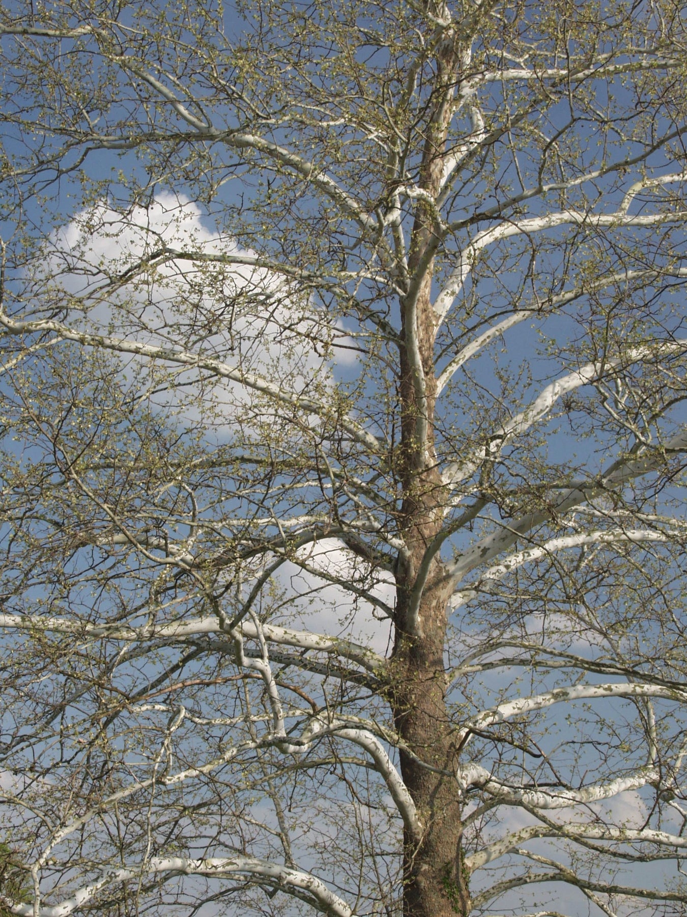 Platanus occidentalis American Sycamore