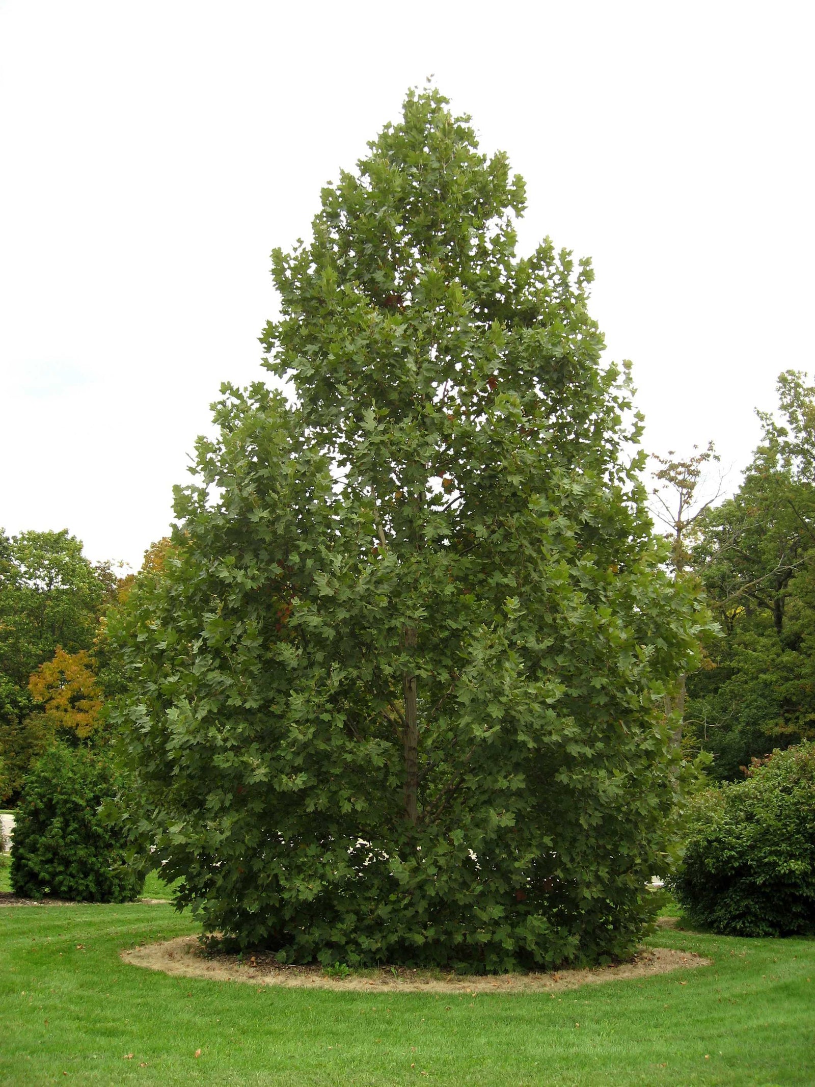 Platanus x acerifolia Exclamation! Morton Circle Exclamation! Planetree