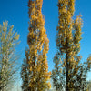 Populus tremula Erecta Swedish Upright Aspen