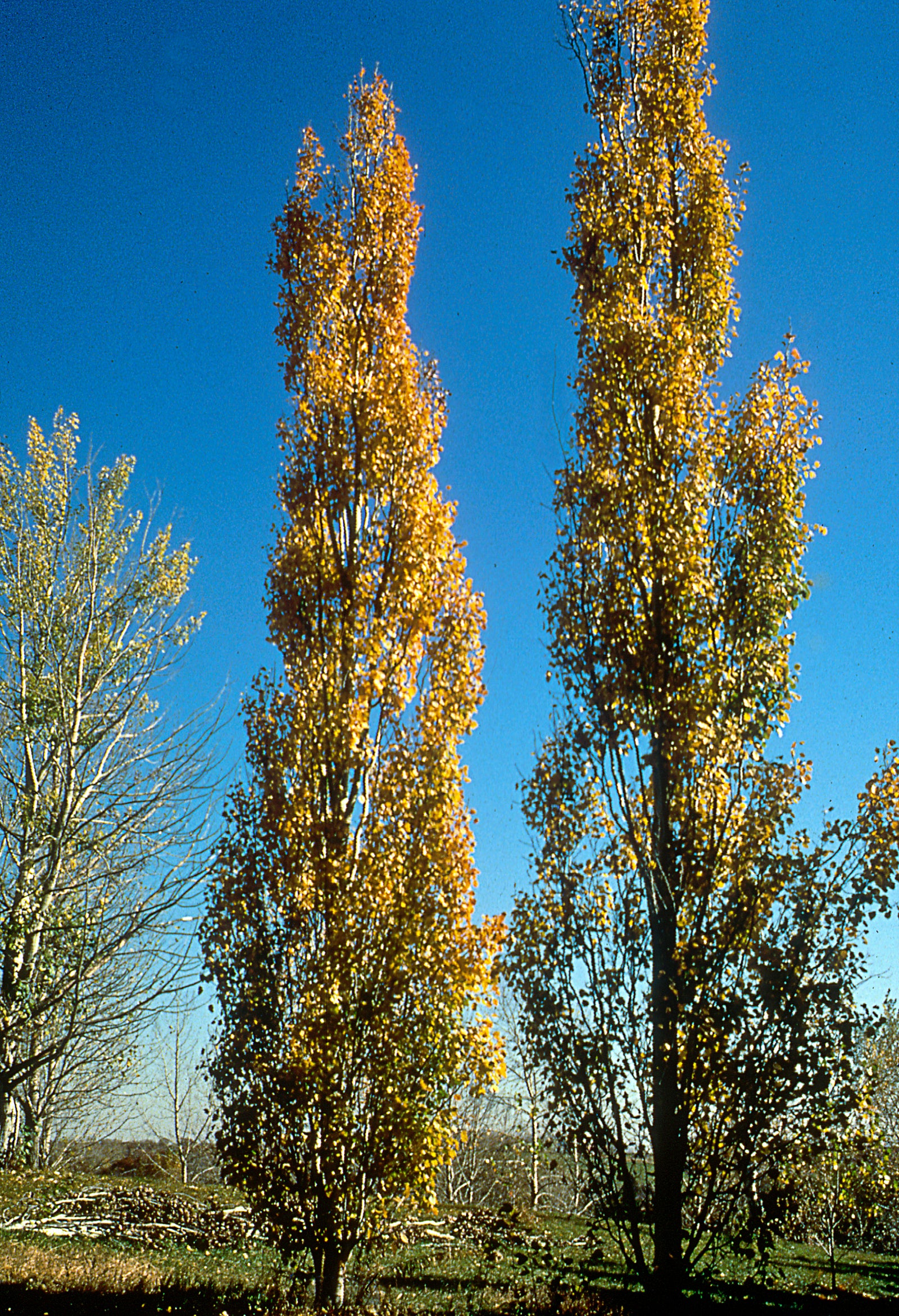 Populus tremula Erecta Swedish Upright Aspen