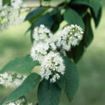 Prunus maackii Manchurian Cherry