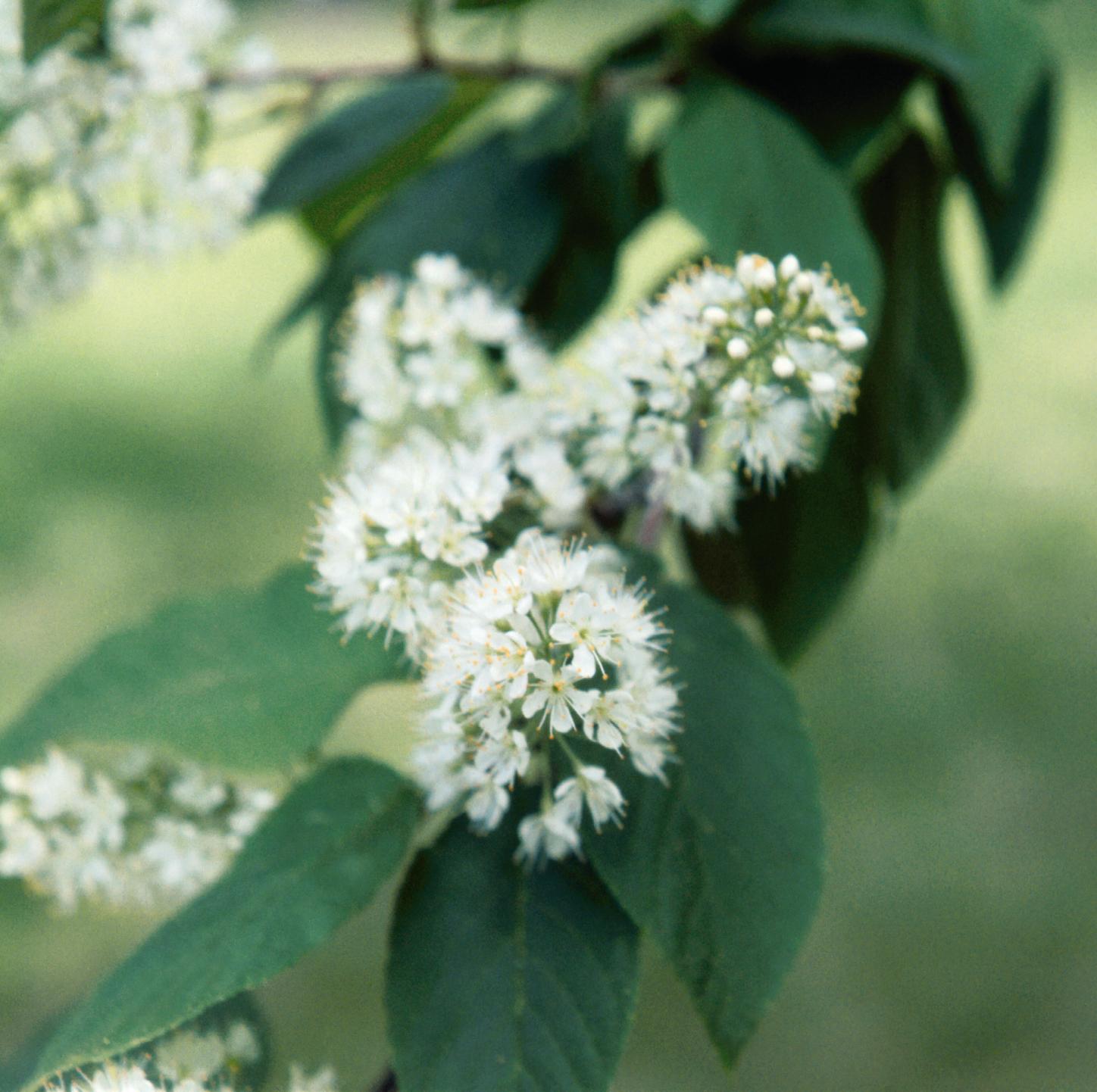 Prunus maackii Manchurian Cherry