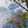 Prunus x yedoensis Akebono Daybreak Yoshino Cherry