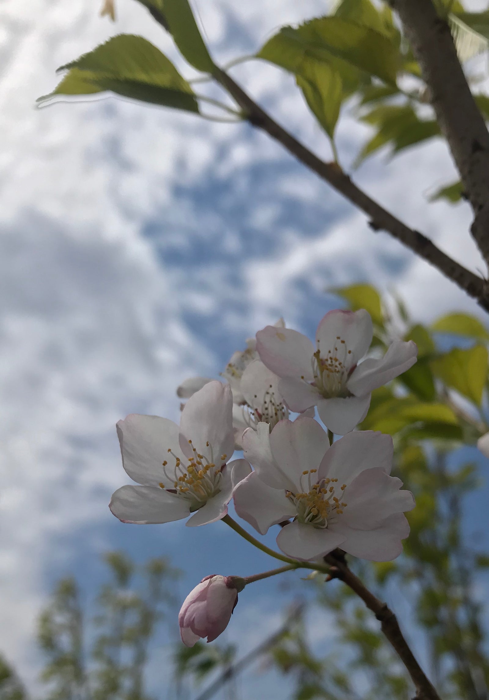 Prunus x yedoensis Akebono Daybreak Yoshino Cherry