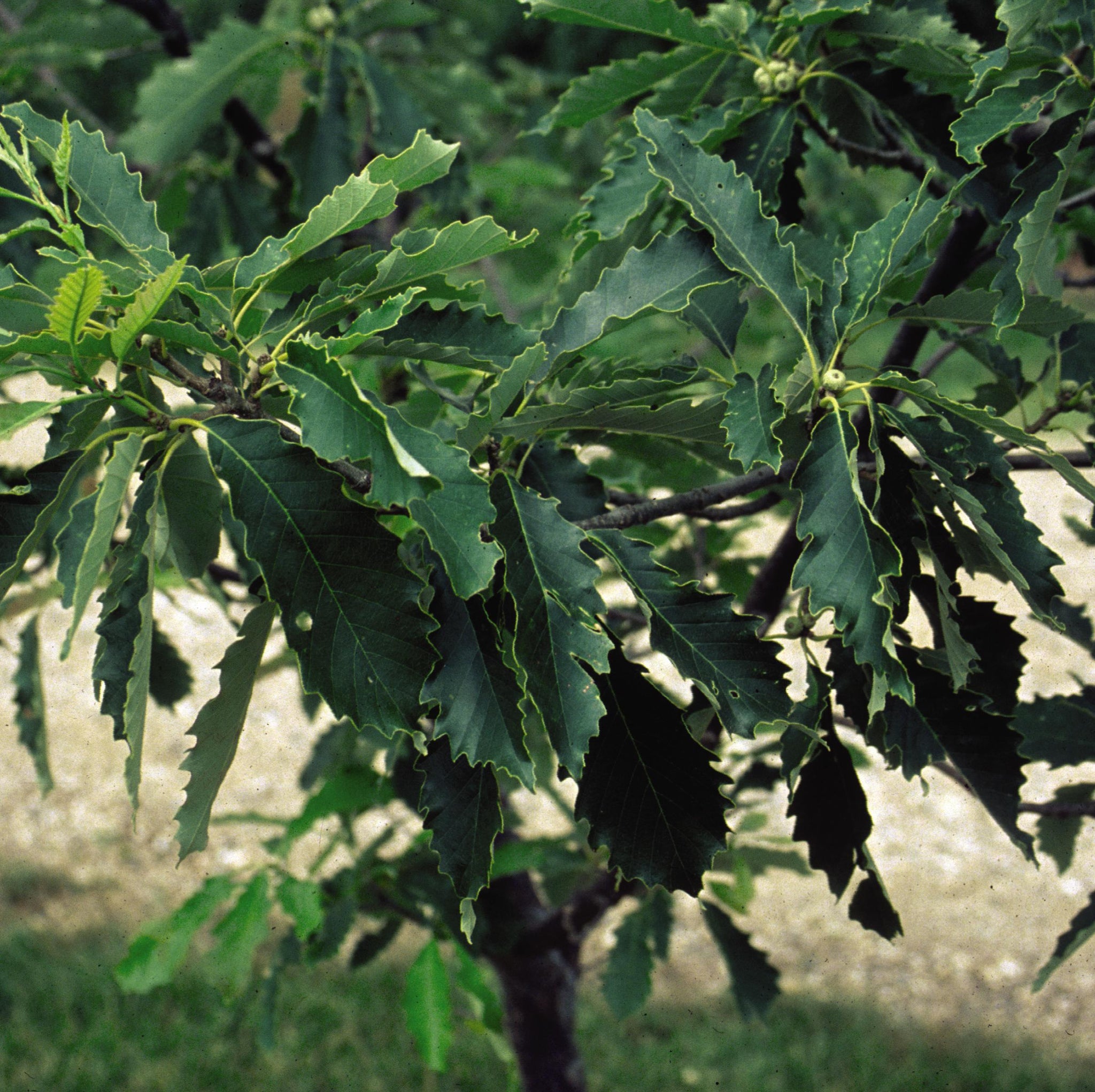 Quercus muehlenbergii Chinkapin Oak