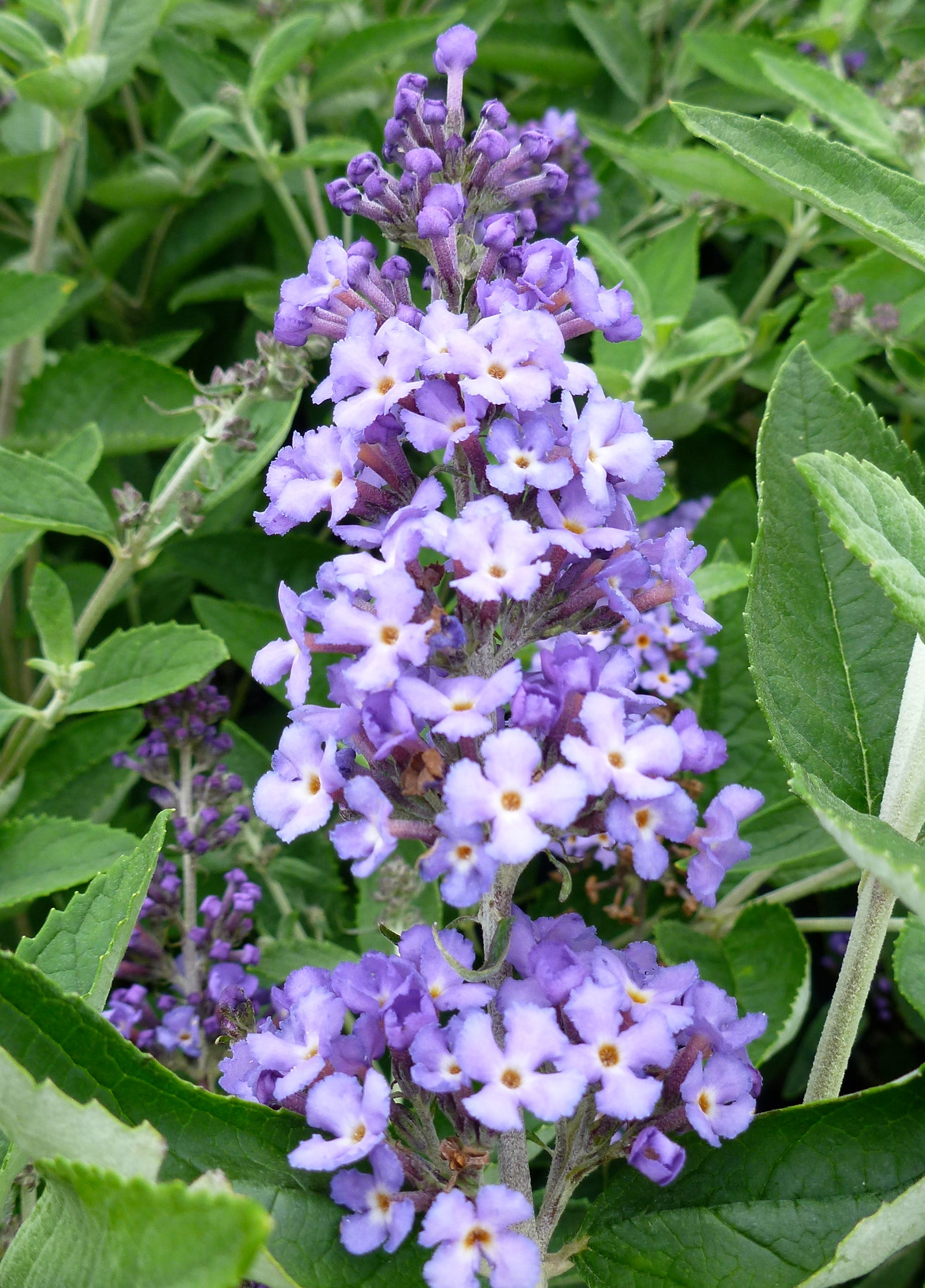 Buddleia Flutterby Petite Blue Heaven Podaras #8 PP22069 Blue Heaven Butterfly Bush