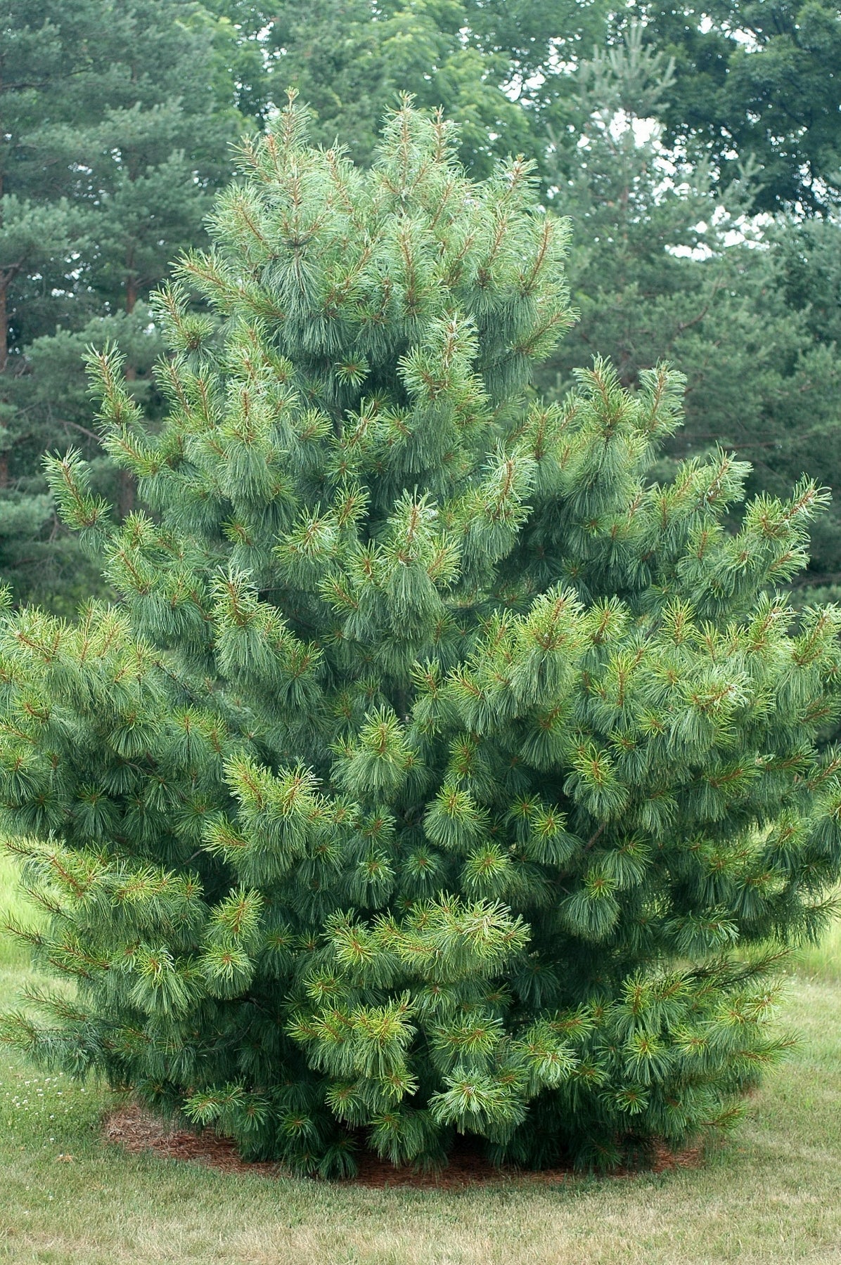 Pinus koraiensis Oculus Draconis Dragon's Eye Korean Pine