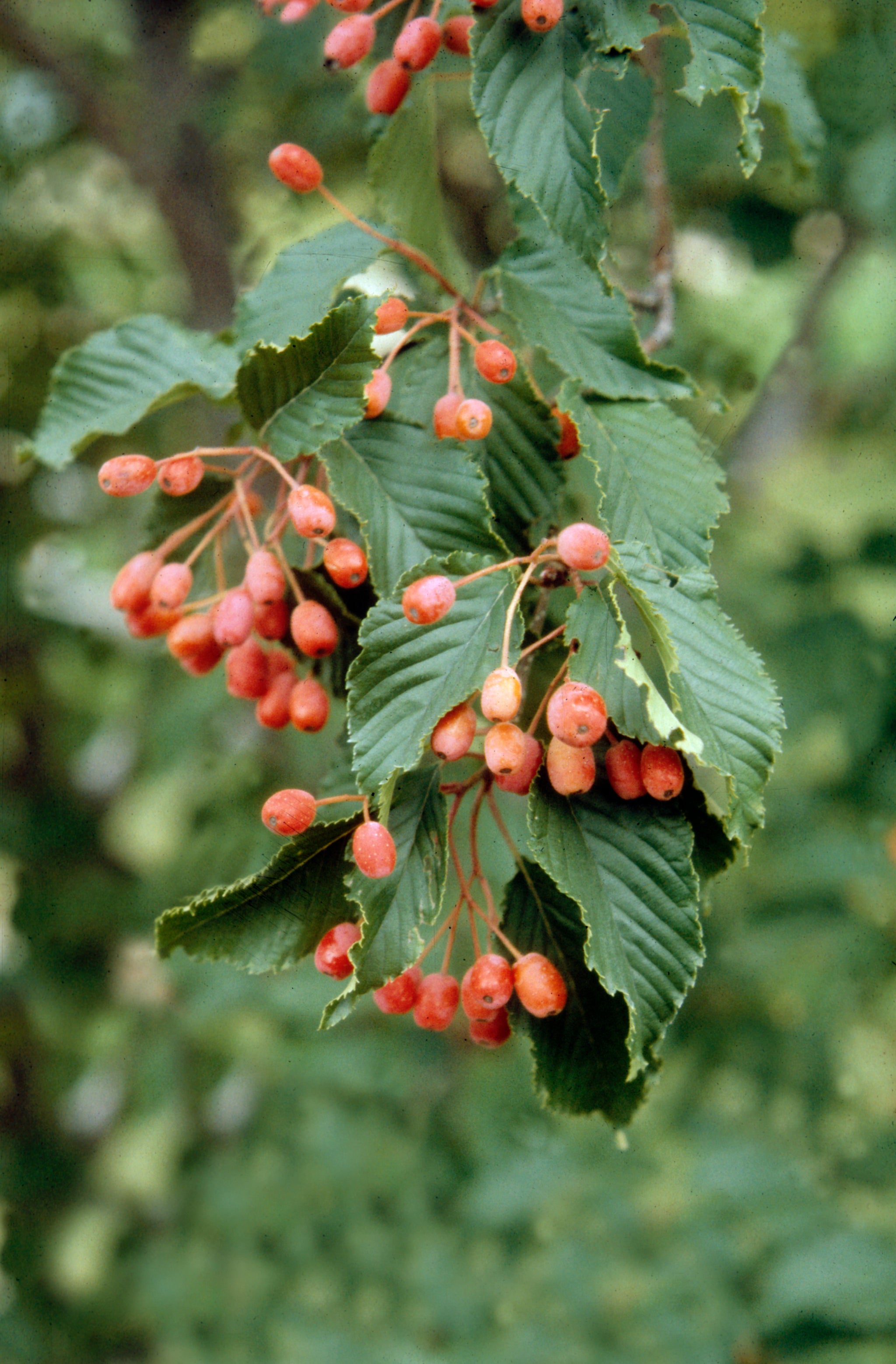 Sorbus alnifolia Korean Mountainash