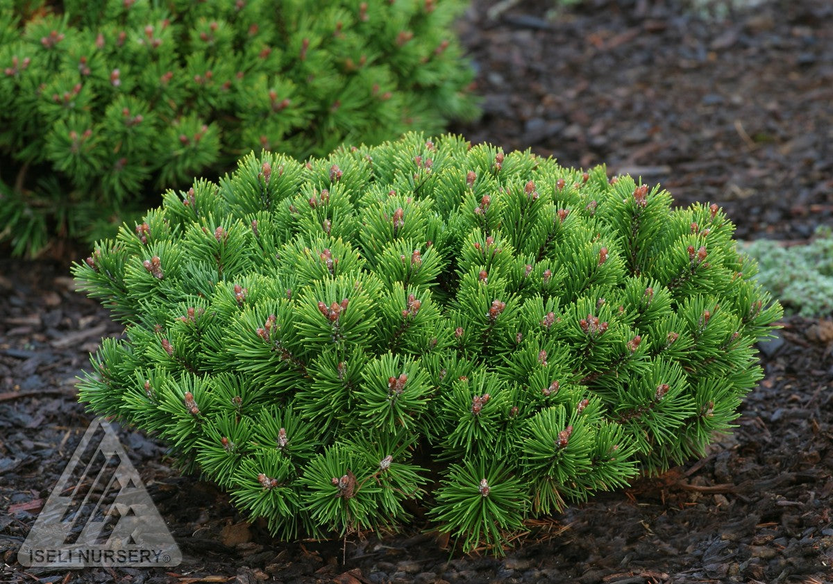 Pinus mugo Teeny Teeny Dwarf Mugo Pine