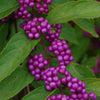 Callicarpa bodinieri var. giraldii Profusion Beautyberry