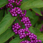 Callicarpa bodinieri var. giraldii Profusion Beautyberry