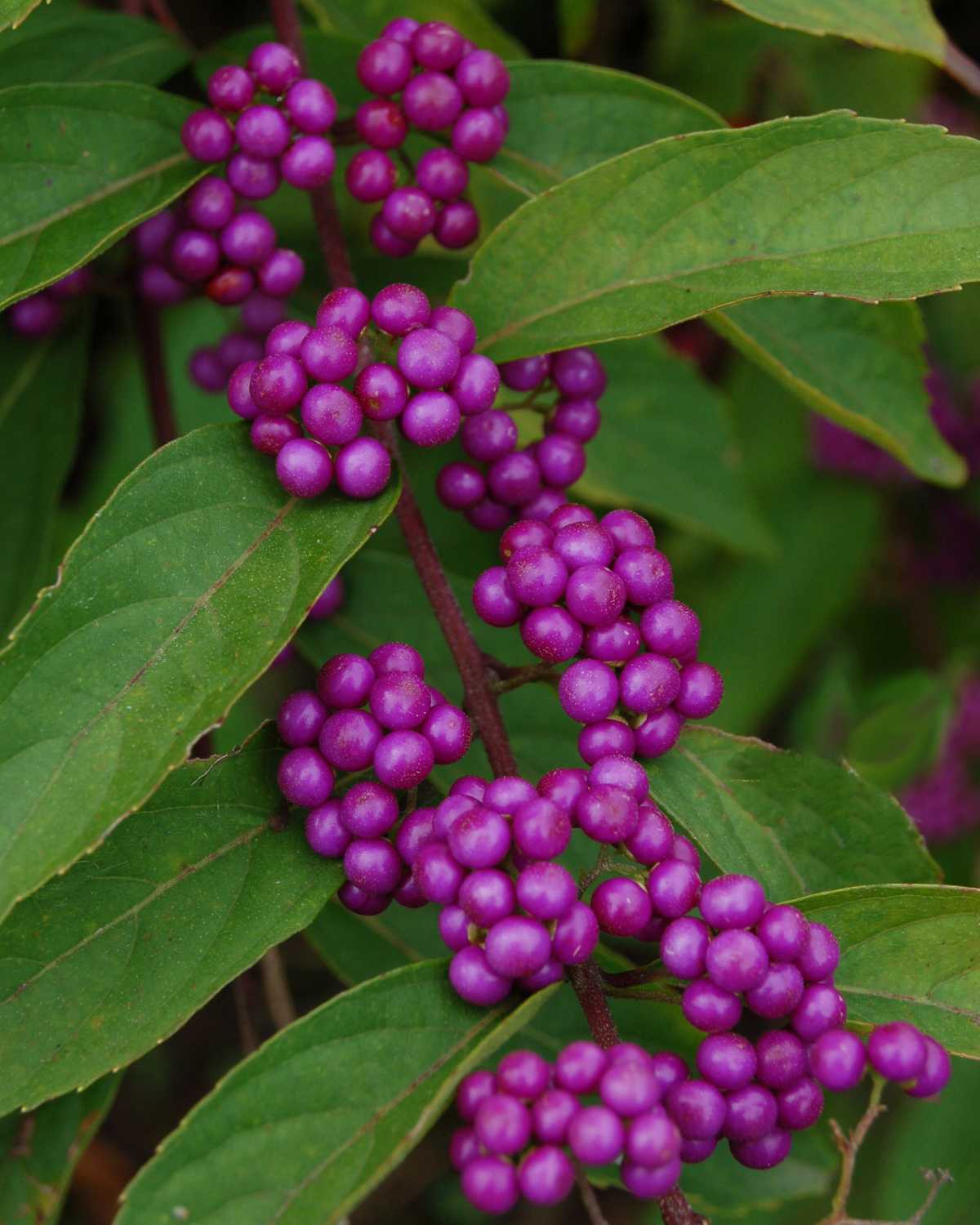 Callicarpa bodinieri var. giraldii Profusion Beautyberry