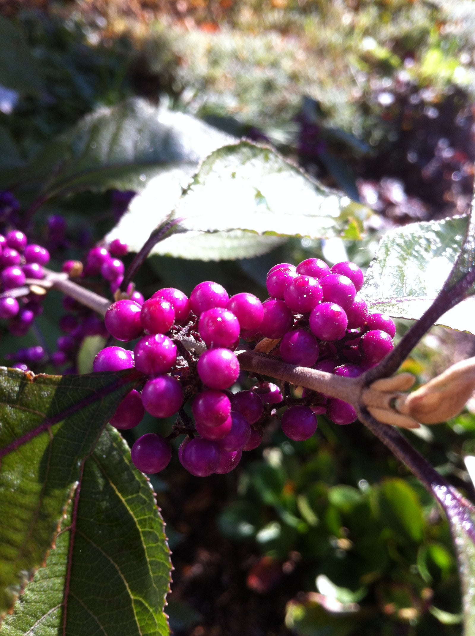 Callicarpa dichotoma Early Amethyst Beautyberry