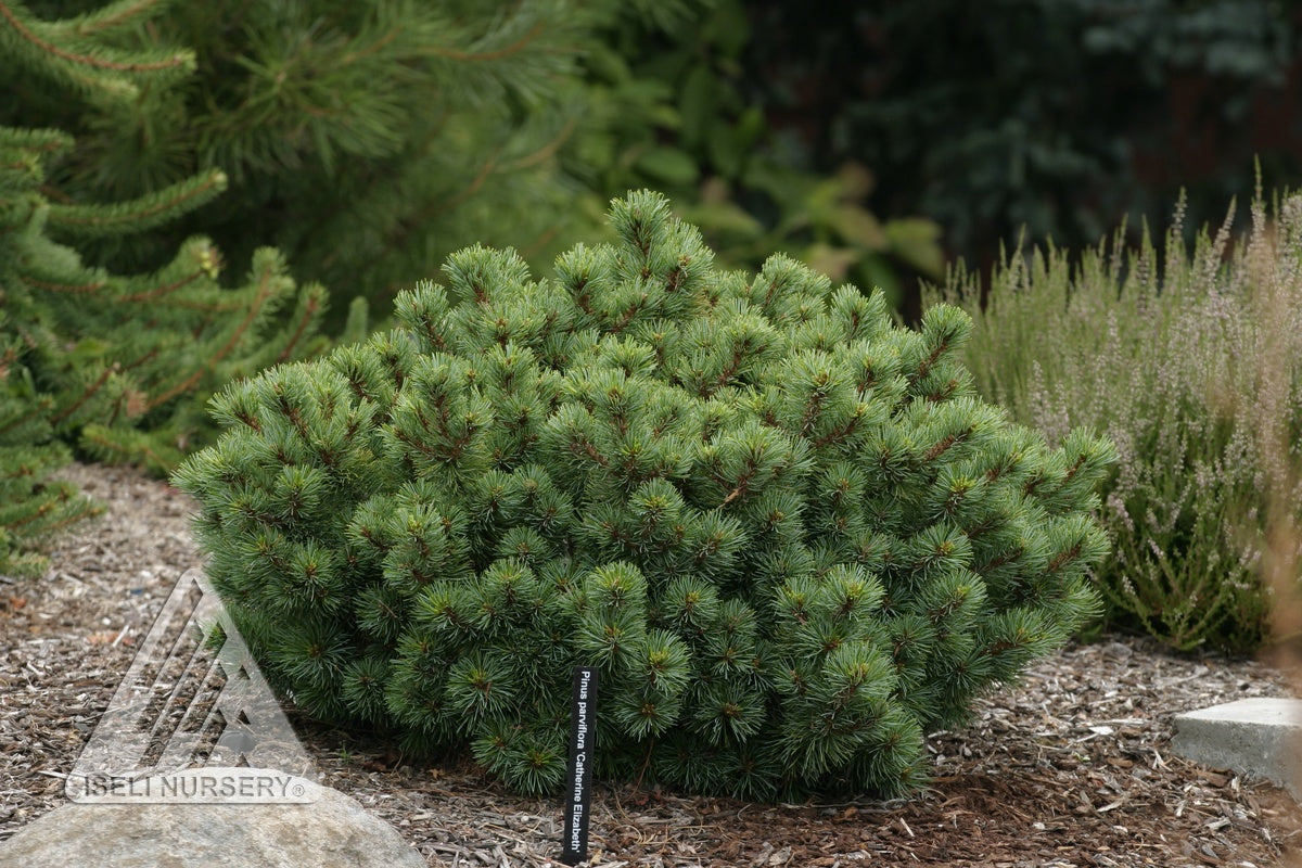 Pinus parviflora Catherine Elizabeth Catherine Elizabeth Japanese White Pine