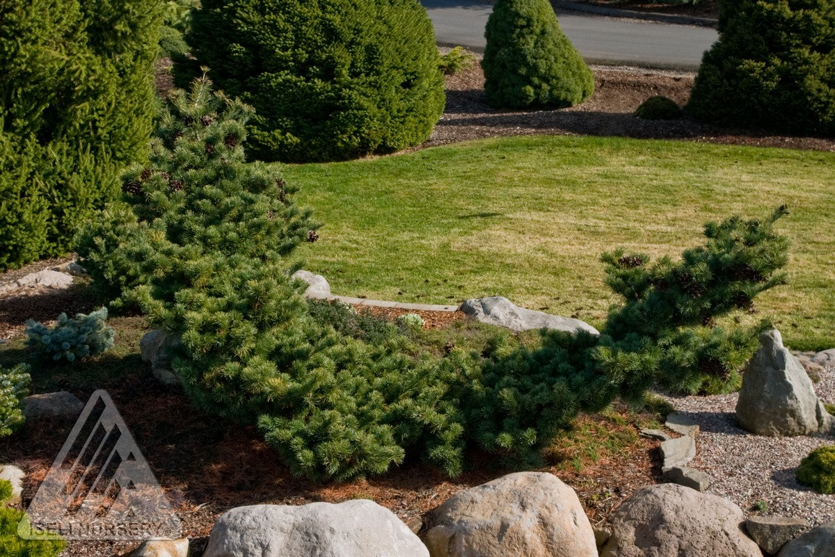 Pinus parviflora Fukuzumi Fukuzumi Japanese White Pine