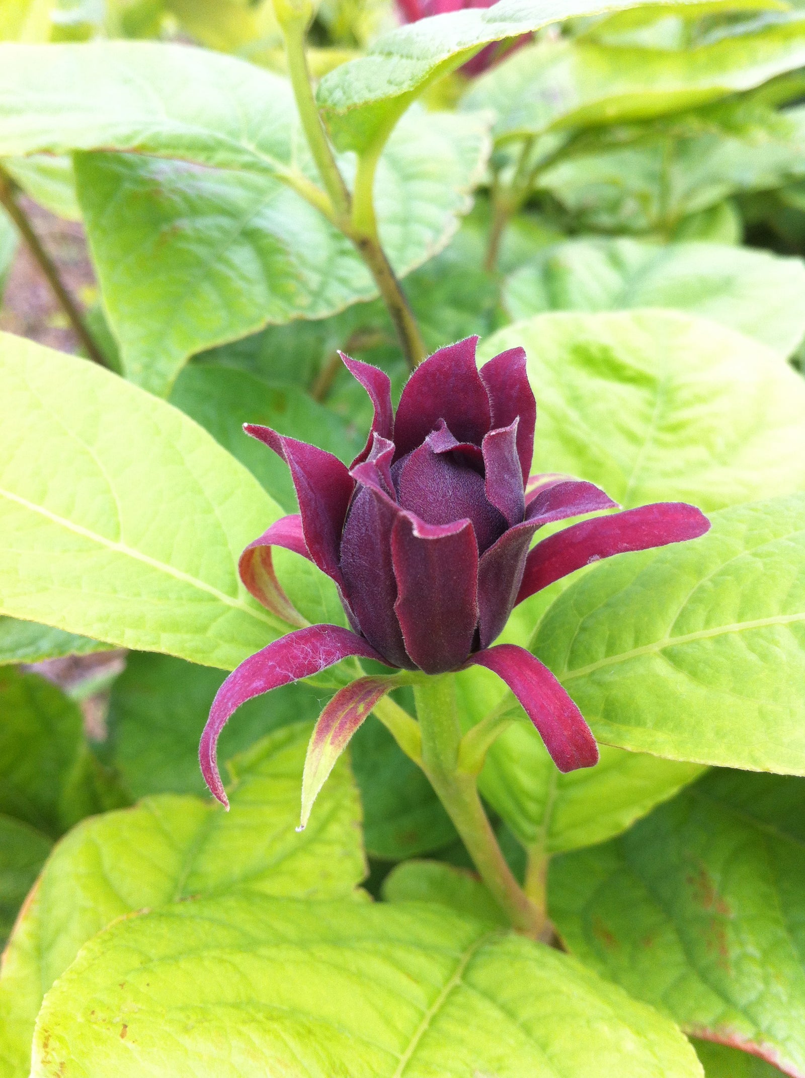 Calycanthus floridus Carolina Allspice