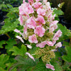 Hydrangea quercifolia Ruby Slippers Ruby Slippers Oakleaf Hydrangea