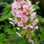 Hydrangea quercifolia Ruby Slippers Ruby Slippers Oakleaf Hydrangea