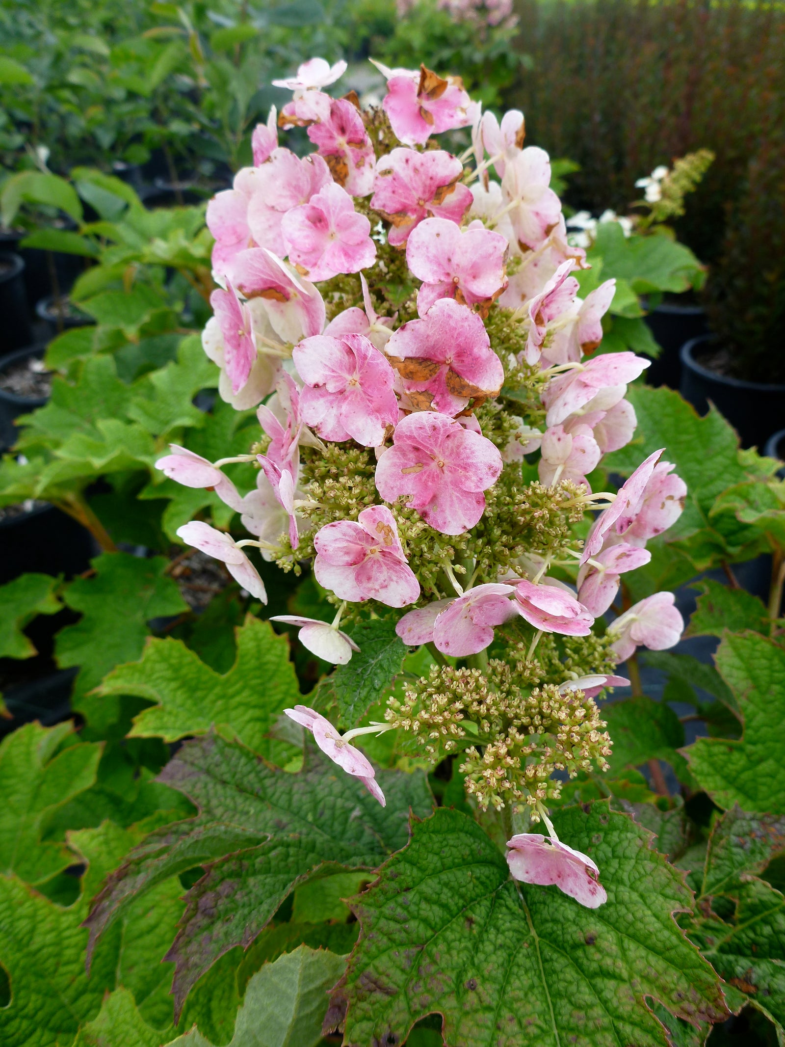 Hydrangea quercifolia Ruby Slippers Ruby Slippers Oakleaf Hydrangea