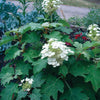 Hydrangea quercifolia Sike's Dwarf Sike's Dwarf Oakleaf Hydrangea