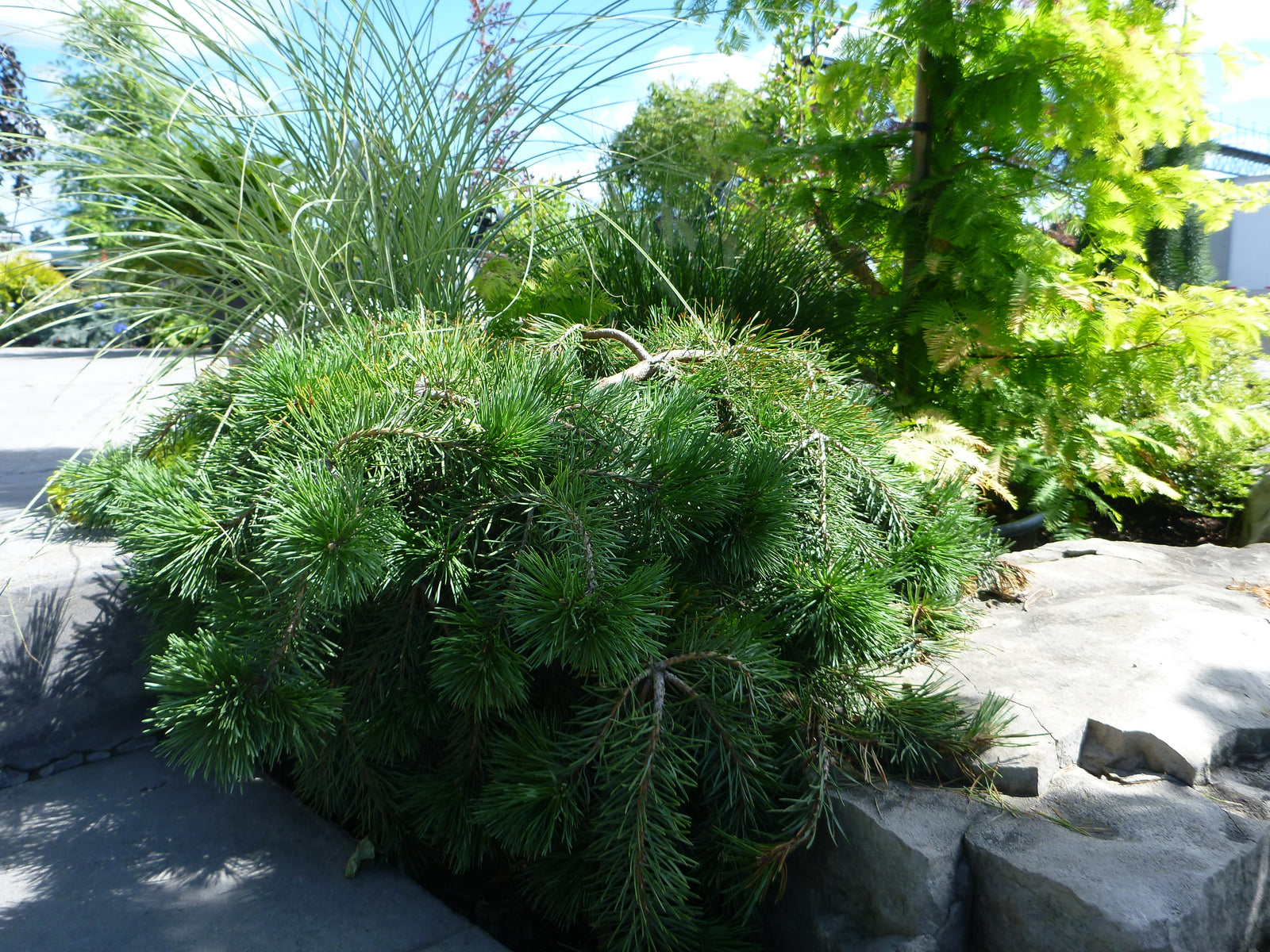 Pinus sylvestris Hillside Creeper Hillside Creeper Scots Pine