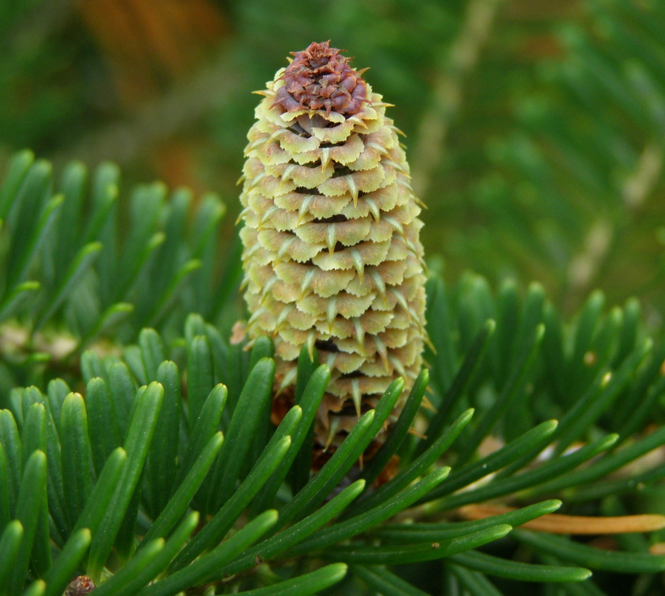 Abies fraseri Fraser Fir