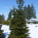 Abies koreana Korean Fir