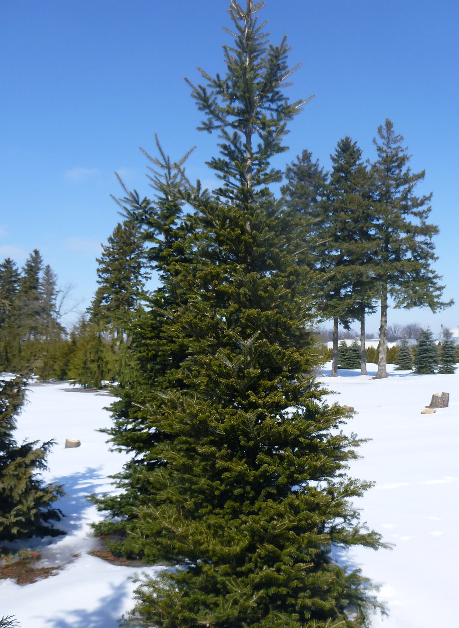 Abies koreana Korean Fir