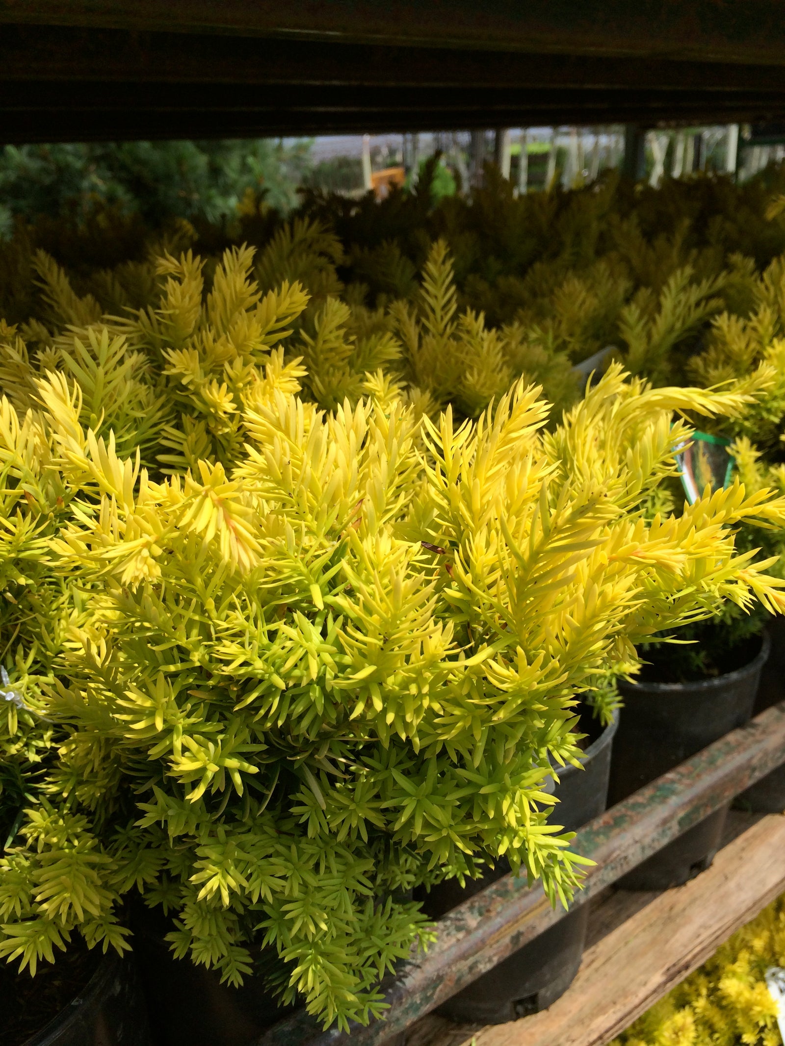 Taxus cuspidata Nana Aurescens Dwarf Golden Japanese Yew