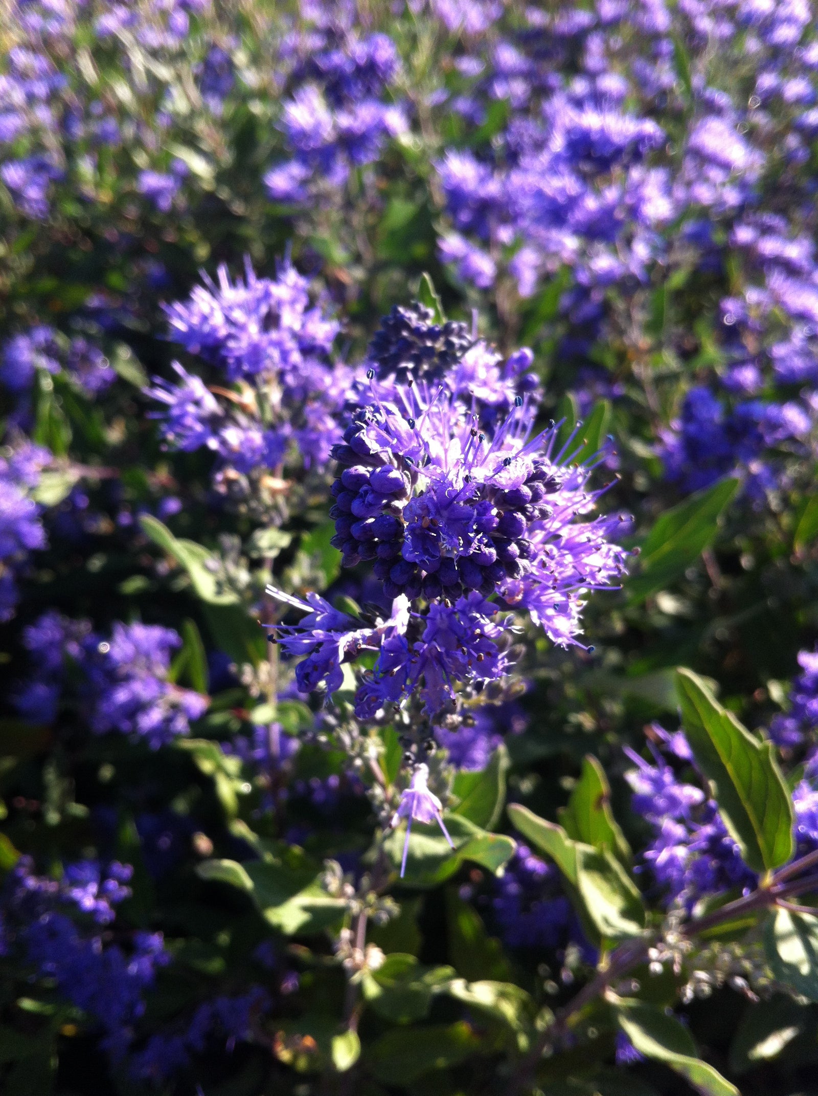 Caryopteris x clandonensis Dark Knight Bluebeard