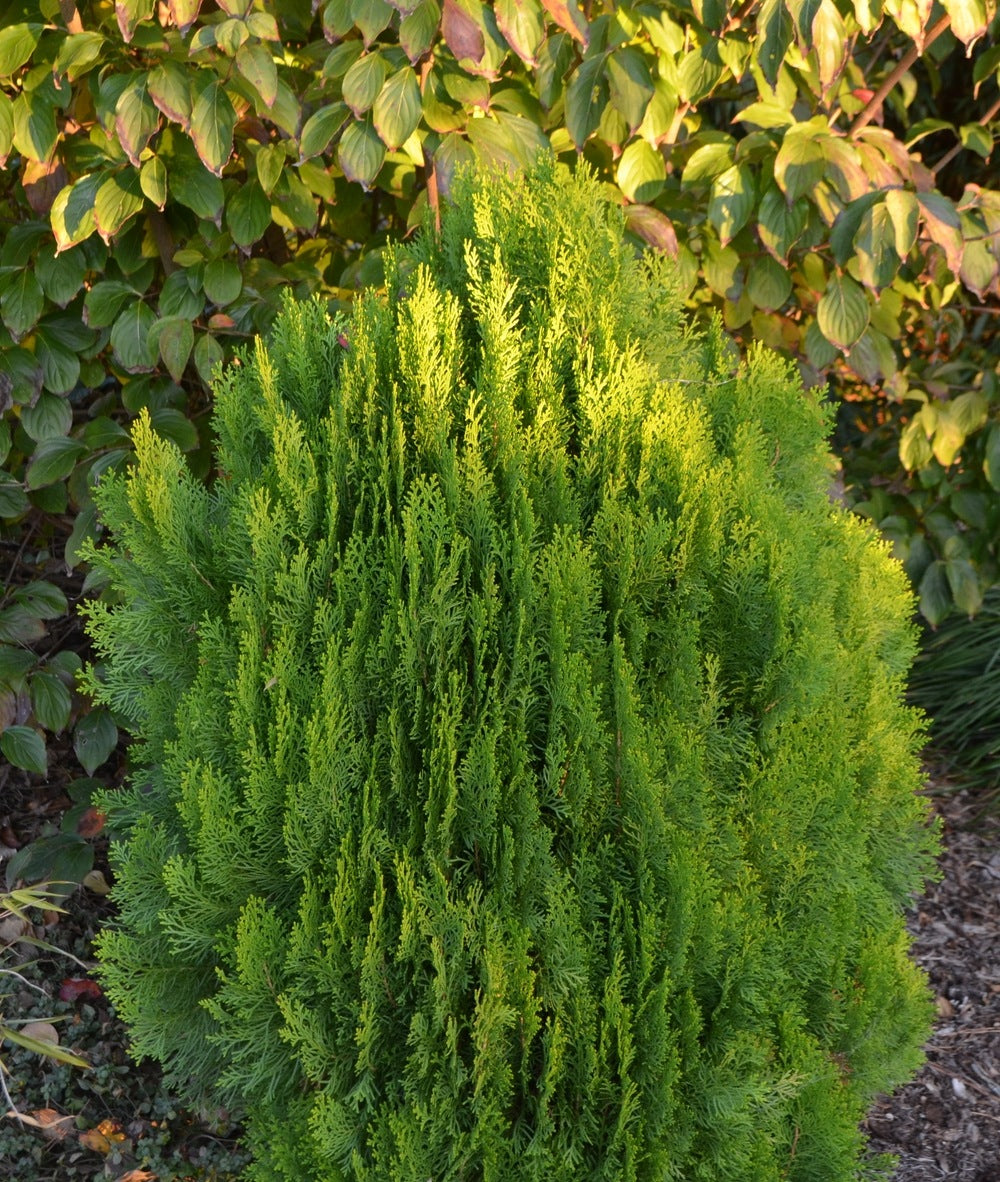 Thuja orientalis Morgan Morgan Cedar